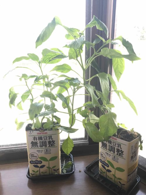 堆肥で育つピーマン