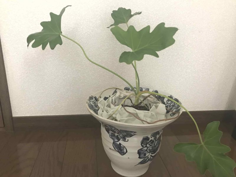 観葉植物