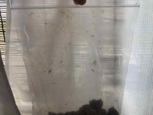 サポニンのベタベタ